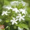 Jasminum Officinale 1 Jasminum Officinale -Garden Plants Shop JASM T40073 C