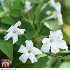 Jasminum Officinale -Garden Plants Shop JASM T40073 D