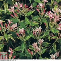 Jasminum X Stephanense 7 Jasminum X Stephanense -Garden Plants Shop JASM T80300 B