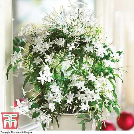 Jasmine On A Hoop 3 Jasmine On A Hoop