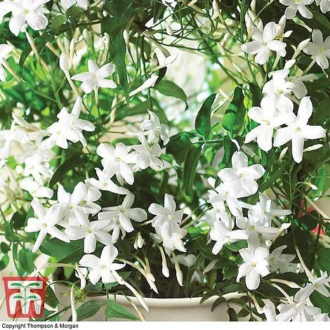 Jasmine On A Hoop 4 Jasmine On A Hoop - Image 2