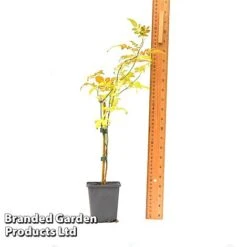 Jasminum Officinale -Garden Plants Shop JASM OFFICI9CM T43487