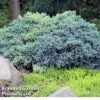 Juniperus Squamata 'Blue Compact' -Garden Plants Shop JUNI BLUECOMPA L30382