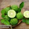 Kaffir Lime Citrus Plant -Garden Plants Shop KAFFIRLIME KC5365 A