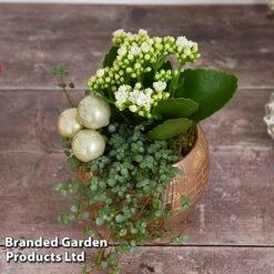 Kalanchoe Christmas Bauble - Gift -Garden Plants Shop KALA CHRISBAUB T44339