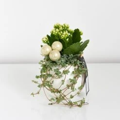 Kalanchoe Christmas Bauble - Gift -Garden Plants Shop KALA CHRISBAUB T44341