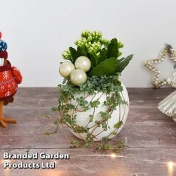 Kalanchoe Christmas Bauble - Gift -Garden Plants Shop KALA CHRISBAUB T44342