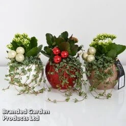 Kalanchoe Christmas Bauble - Gift -Garden Plants Shop KALA CHRISBAUB T44344