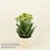 Kalanchoe 'Sunny White' -Garden Plants Shop KALA SUNWH14CM S48779