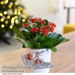 Christmas Kalanchoe - Gift -Garden Plants Shop KALA ZINCSKATE T46919