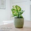 Dieffenbachia 'Compacta' -Garden Plants Shop KC0840 VM