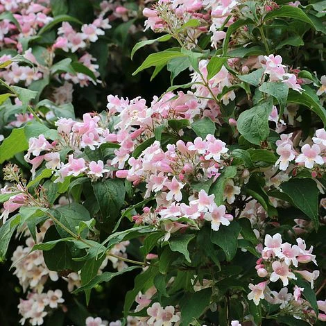 Kolkwitzia Amabilis 4 Kolkwitzia Amabilis - Image 2