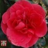 Camellia Japonica 'Lady Campbell' -Garden Plants Shop LADY 26828 A1