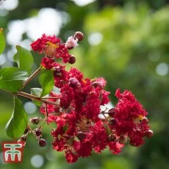 Lagerstroemia Indica 'Double Feature'