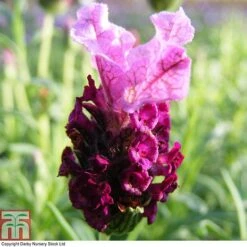 Lavender 'Antibes' -Garden Plants Shop LAVE T80303 A