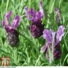 Lavender 'Antibes' -Garden Plants Shop LAVE T80303 B