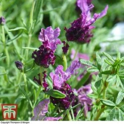 Lavender 'Antibes' -Garden Plants Shop LAVE T80303 D
