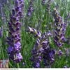 Lavender 'Heavenly Night' -Garden Plants Shop LAVE T80307 A1