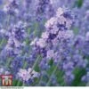 Lavender 'Melissa Lilac' 2 Lavender 'Melissa Lilac' -Garden Plants Shop LAVE TKA0703 A1