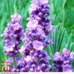 Lavender 'Melissa Lilac' -Garden Plants Shop LAVE TKA0703 B