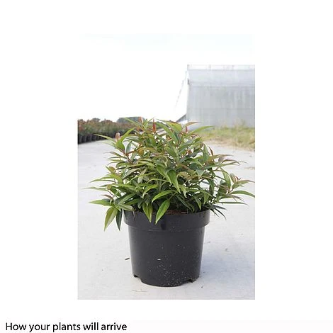 Leucothoe Keiskei 'Burning Love' 6 Leucothoe Keiskei 'Burning Love' - Image 4