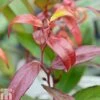 Leucothoe Keiskei 'Burning Love' -Garden Plants Shop LEUC T66327 C