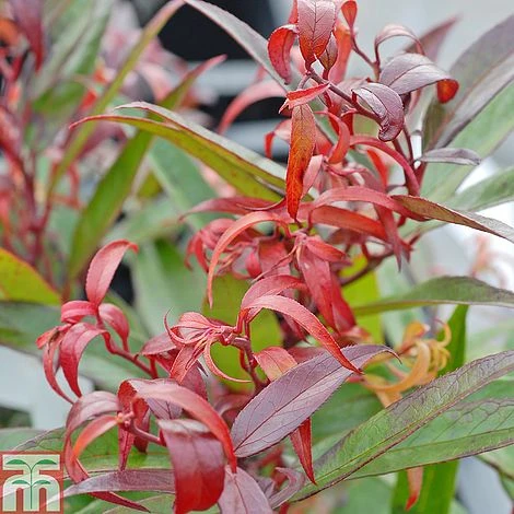 Leucothoe Keiskei 'Burning Love' 4 Leucothoe Keiskei 'Burning Love' - Image 2