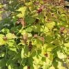 Leycesteria Formosa 'Golden Lanterns' -Garden Plants Shop LEYC T58206 A h