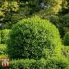 Ligustrum Vulgare -Garden Plants Shop LIG KB3249 A