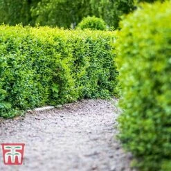 Ligustrum Vulgare 11 Ligustrum Vulgare -Garden Plants Shop LIG KB3249 C