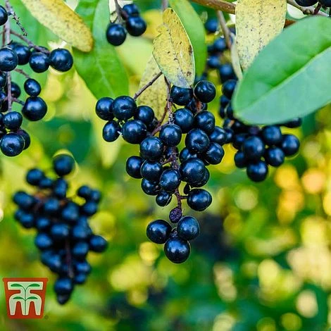 Ligustrum Vulgare 6 Ligustrum Vulgare - Image 4