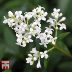 Ligustrum Vulgare 13 Ligustrum Vulgare -Garden Plants Shop LIG KB3249 e