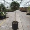 Ligustrum Delavayanum 2 Ligustrum Delavayanum -Garden Plants Shop LIGU DELAVAYAN S45849