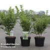 Ligustrum Ovalifolium 'Green Diamond' -Garden Plants Shop LIGU GREENDIAM S45850