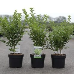 Ligustrum Ovalifolium 'Green Diamond' -Garden Plants Shop LIGU GREENDIAM S45850 NOW