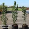 Ligustrum Vulgare 'Straight Talk' 1 Ligustrum Vulgare 'Straight Talk' -Garden Plants Shop LIGU STRAIGHTT S45851