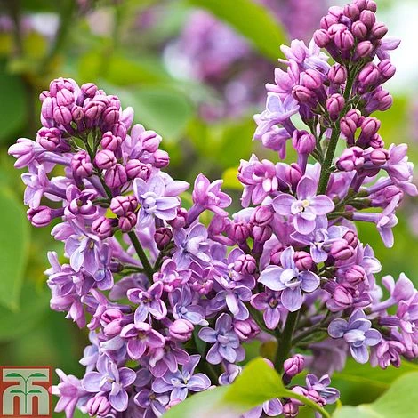 Lilac 'Charles Joly' 3 Lilac 'Charles Joly'