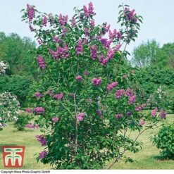 Lilac 'Charles Joly' 8 Lilac 'Charles Joly' -Garden Plants Shop LILA T79095 C