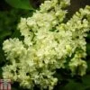 Lilac 'Primrose' -Garden Plants Shop LILA T79103 A h