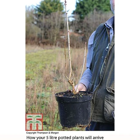 Lilac 'Charles Joly' 6 Lilac 'Charles Joly' - Image 4