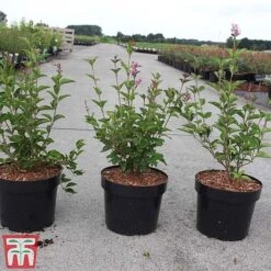 Lilac Dwarf 'Flowerfesta® White' -Garden Plants Shop LILA TKA3548 A