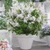 Lilac Dwarf 'Flowerfesta® White' 1 Lilac Dwarf 'Flowerfesta® White' -Garden Plants Shop LILA TKA3548 B1