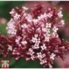 Lilac Dwarf 'Tinkerbelle' 1 Lilac Dwarf 'Tinkerbelle' -Garden Plants Shop LILA TKA3556 A
