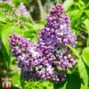 Lilac 'Belle De Nancy' 2 Lilac 'Belle De Nancy' -Garden Plants Shop LILA TKA3562 A