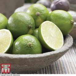 Tahiti Lime 10 Tahiti Lime -Garden Plants Shop LIME DWW3573 A