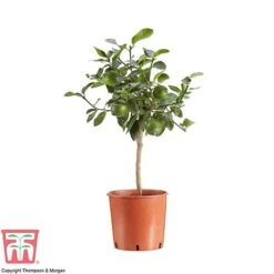 Tahiti Lime 11 Tahiti Lime -Garden Plants Shop LIME DWW3573 AA1