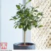 Tahiti Lime 1 Tahiti Lime -Garden Plants Shop LIME DWW3573 AC