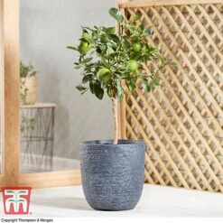Tahiti Lime 13 Tahiti Lime -Garden Plants Shop LIME DWW3573 AE
