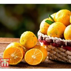 Rangpur Lime 7 Rangpur Lime -Garden Plants Shop LIME WKB8926 C