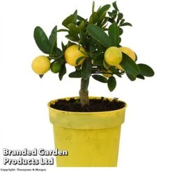 Limequat Citrus Plant -Garden Plants Shop LIMEQUAT KC5369 A1